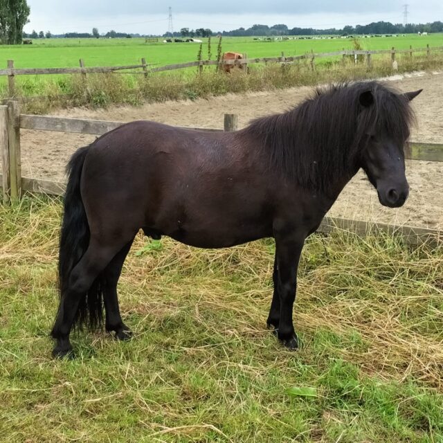 https://dierapie.nl/wp-content/uploads/2025/04/IMG-20250328-WA0073-640x640.jpg