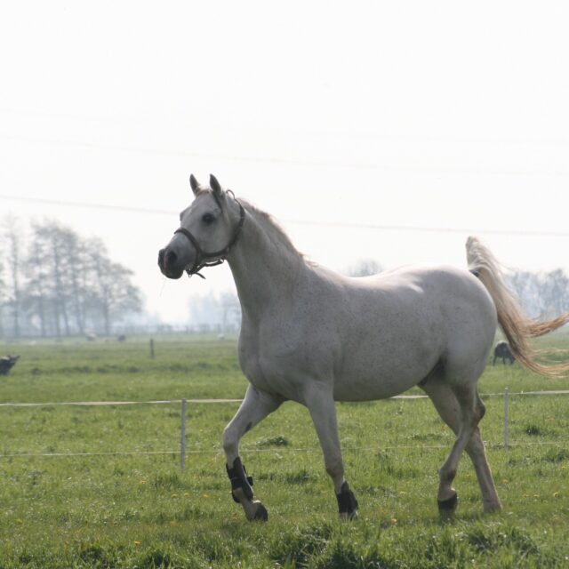 https://dierapie.nl/wp-content/uploads/2025/04/IMG-20250328-WA0108-640x640.jpg